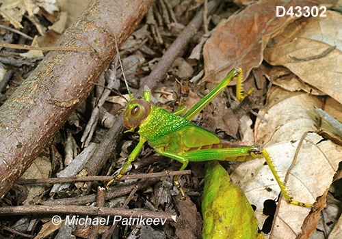 Giant Violet-winged Grasshopper (Tropidacris collaris)